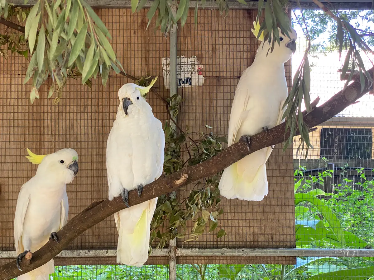 Native Wildlife in Rehabilitation